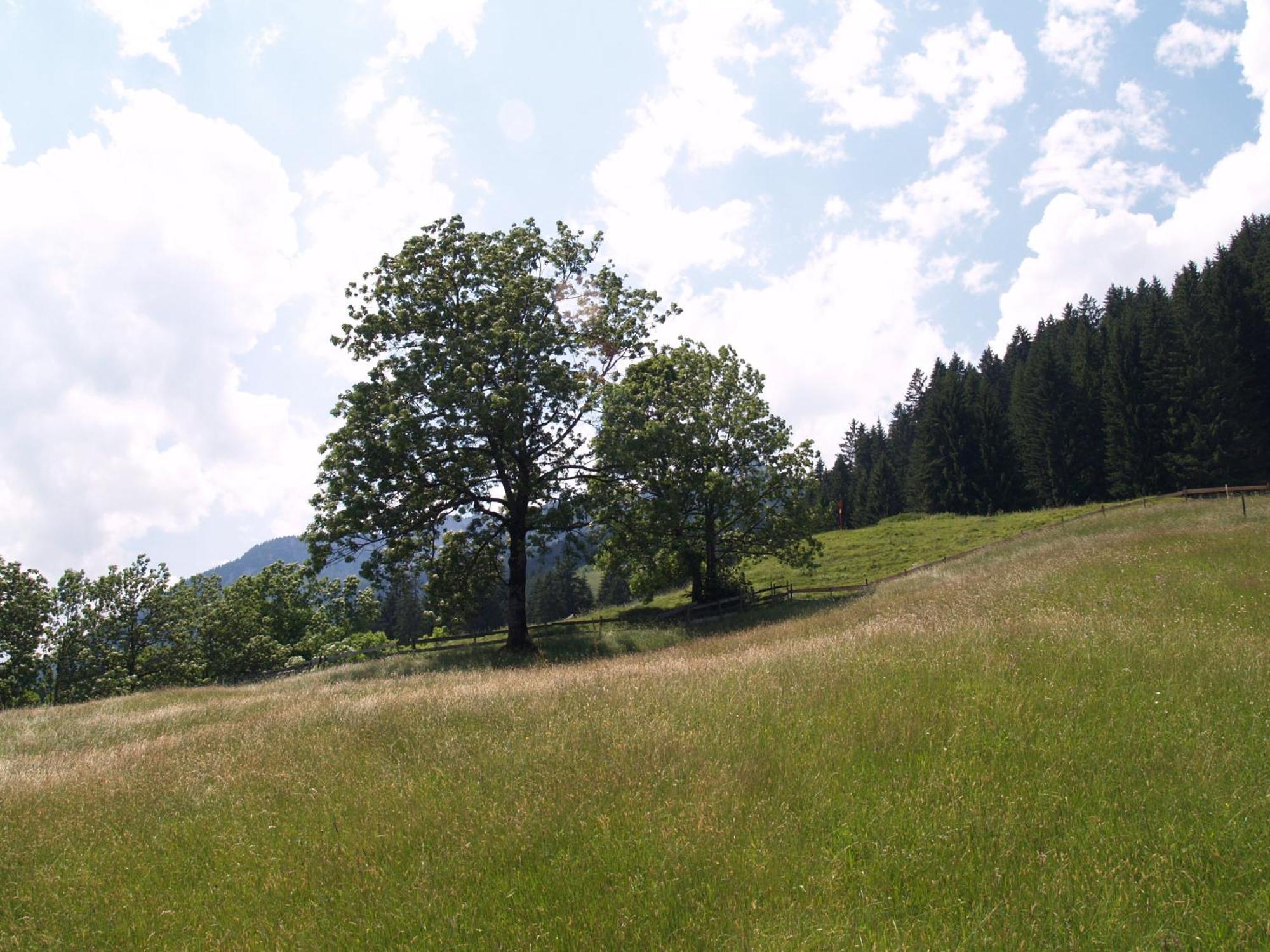 Pension Talblick In Waengle Bei Reuthe Esterno foto